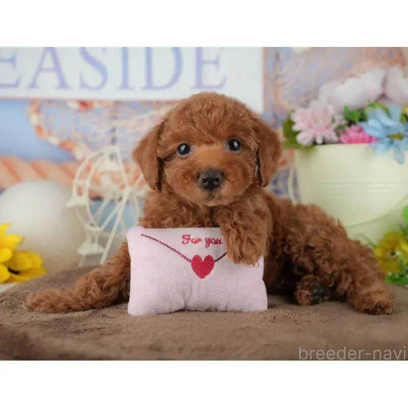 販売中の千葉県のトイプードル-455602の2枚目