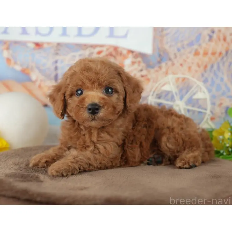 販売中の千葉県のトイプードル-455601の11枚目