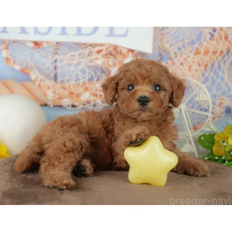 販売中の千葉県のトイプードル-455601の10枚目