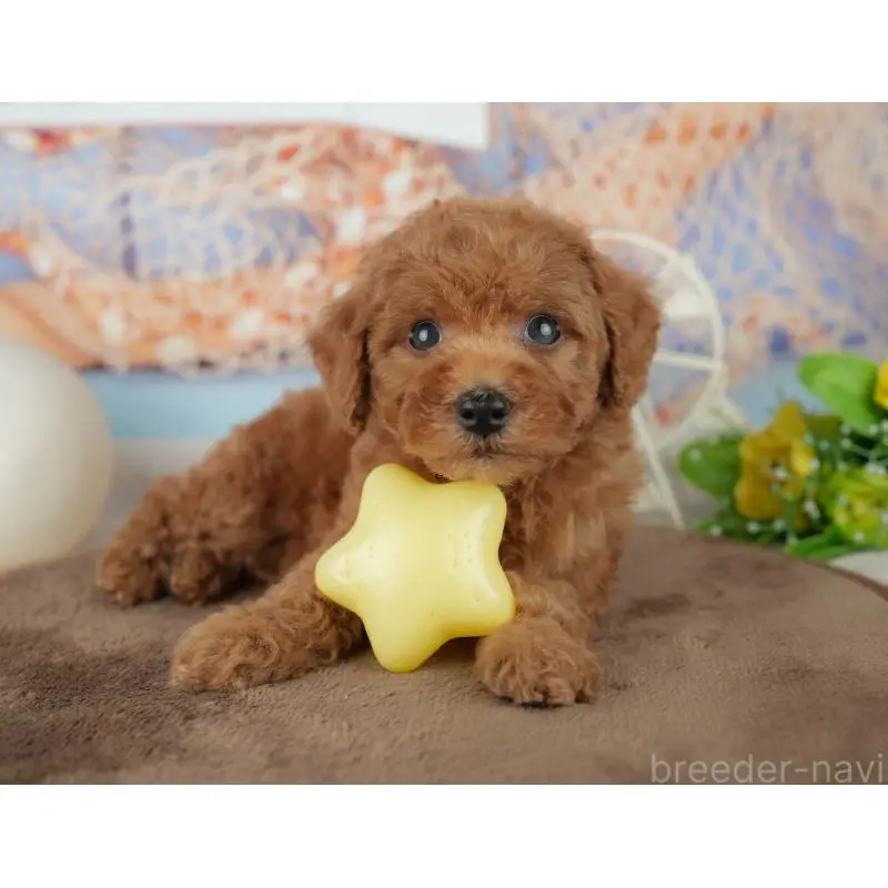 販売中の千葉県のトイプードル-455601の9枚目