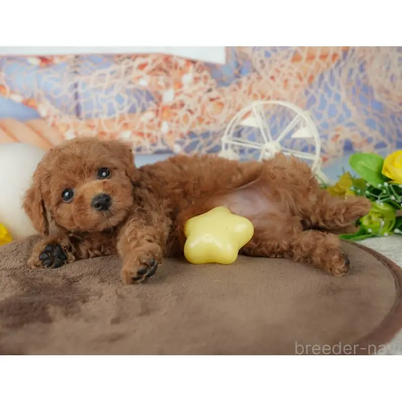 販売中の千葉県のトイプードル-455601の8枚目