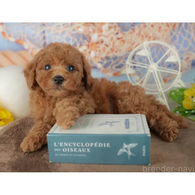 販売中の千葉県のトイプードル-455601の7枚目