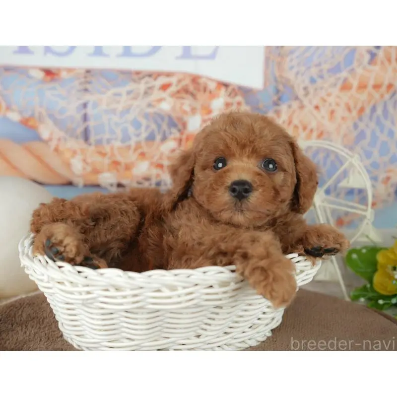 販売中の千葉県のトイプードル-455601の6枚目