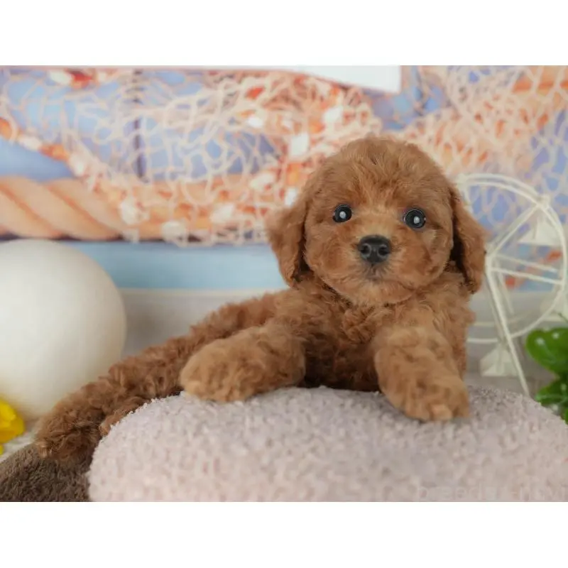 販売中の千葉県のトイプードル-455601の5枚目