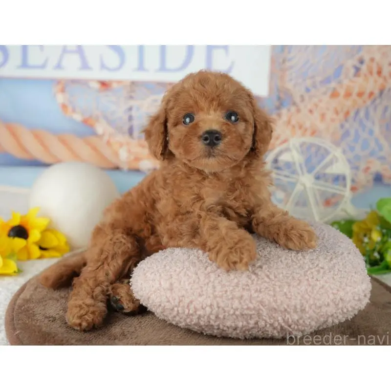 販売中の千葉県のトイプードル-455601の4枚目