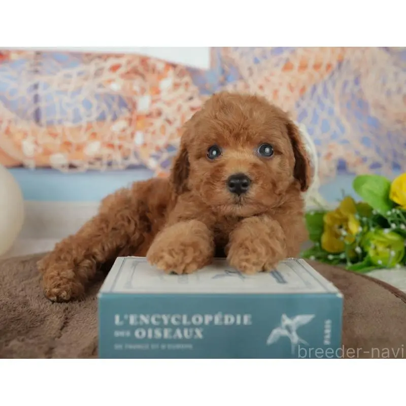 販売中の千葉県のトイプードル-455601の3枚目