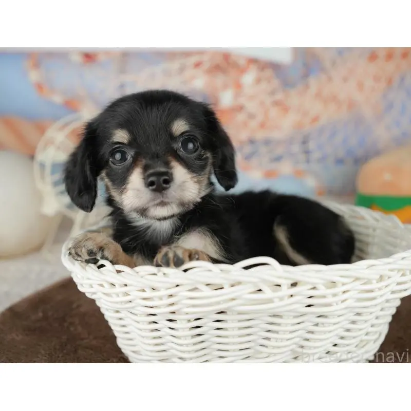 販売中の千葉県のミックス犬-455597の11枚目