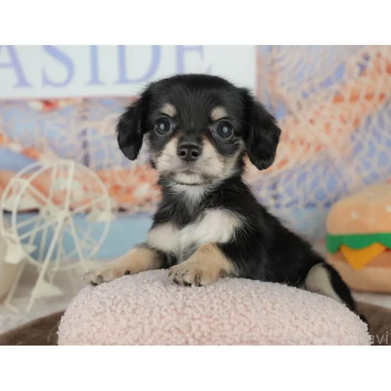 販売中の千葉県のミックス犬-455597の10枚目