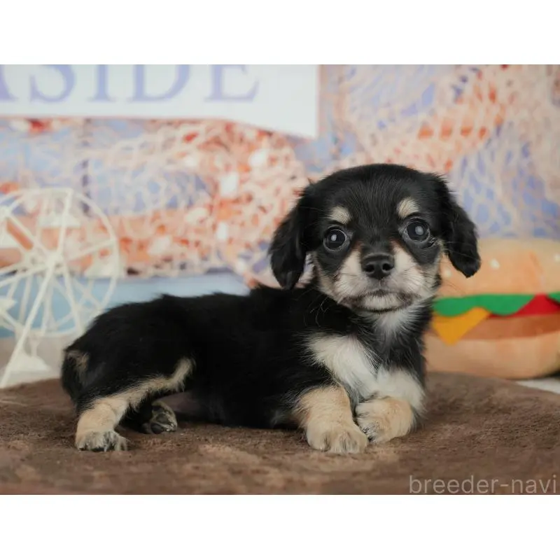 販売中の千葉県のミックス犬-455597の9枚目