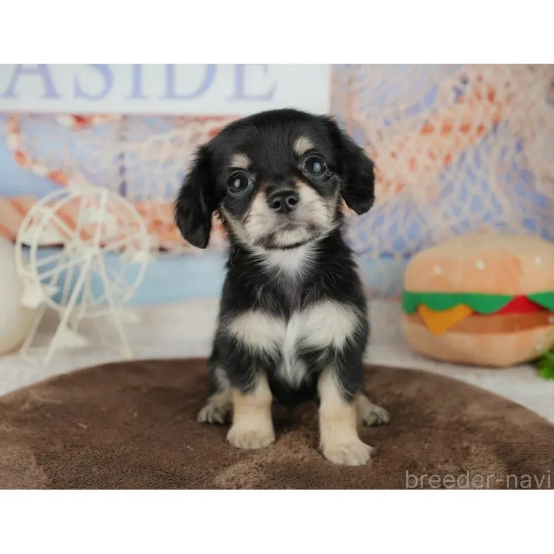 販売中の千葉県のミックス犬-455597の8枚目