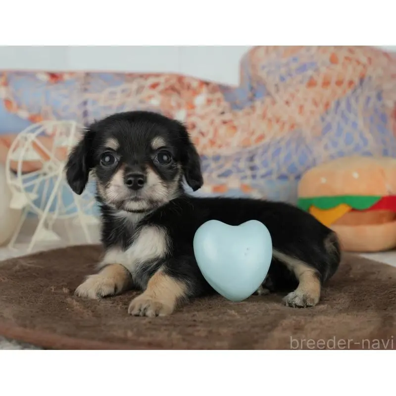 販売中の千葉県のミックス犬-455597の7枚目