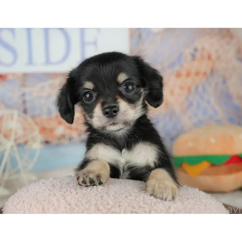 販売中の千葉県のミックス犬-455597の6枚目