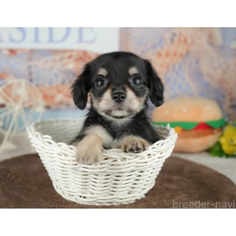 販売中の千葉県のミックス犬-455597の5枚目