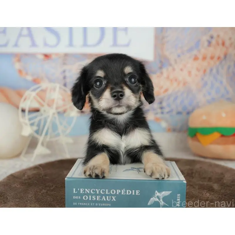 販売中の千葉県のミックス犬-455597の4枚目