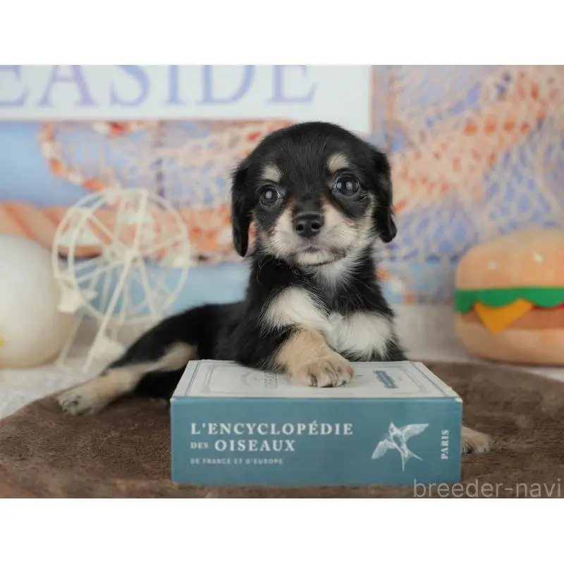 販売中の千葉県のミックス犬-455597の3枚目