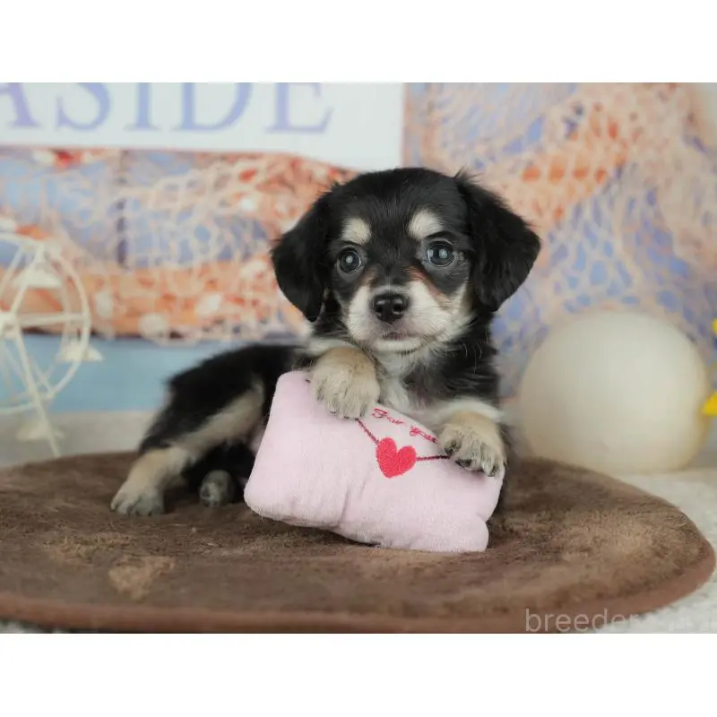 販売中の千葉県のミックス犬-455595の11枚目