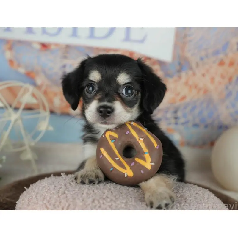 販売中の千葉県のミックス犬-455595の10枚目