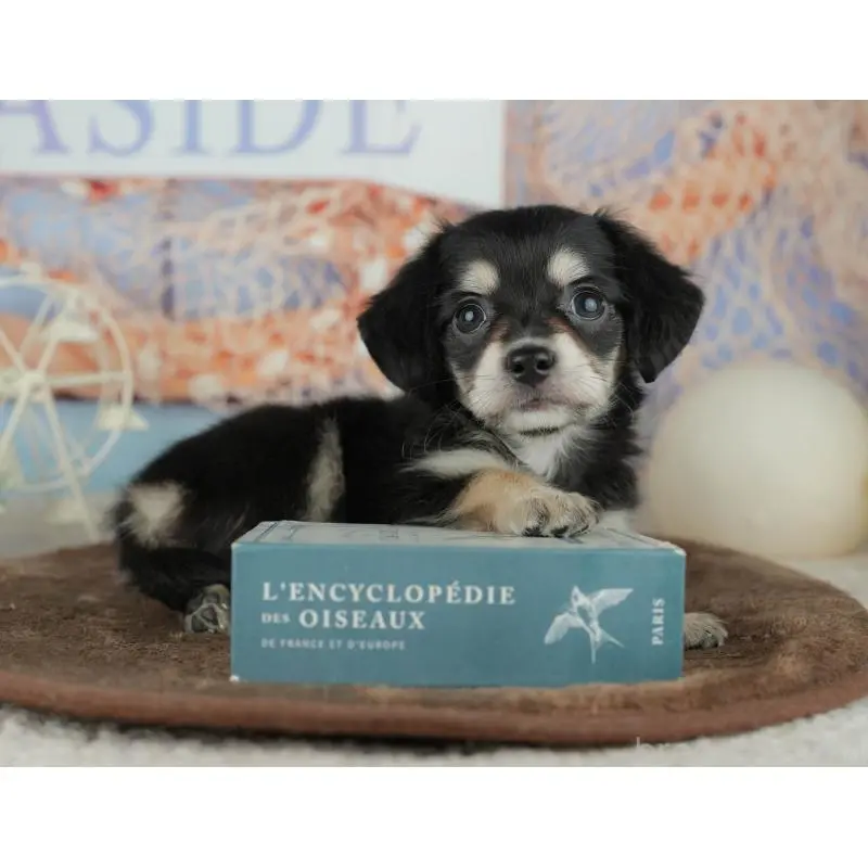 販売中の千葉県のミックス犬-455595の9枚目