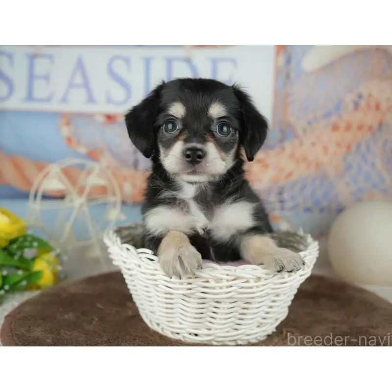 販売中の千葉県のミックス犬-455595の8枚目