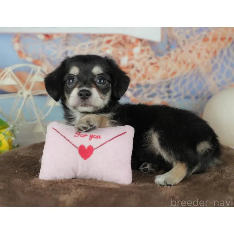 販売中の千葉県のミックス犬-455595の7枚目