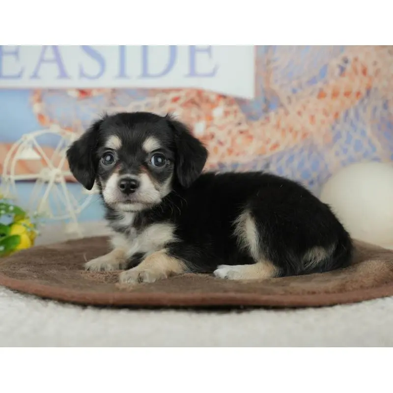 販売中の千葉県のミックス犬-455595の6枚目