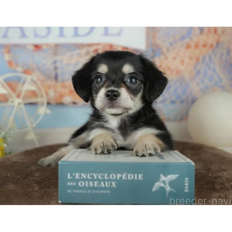 販売中の千葉県のミックス犬-455595の4枚目