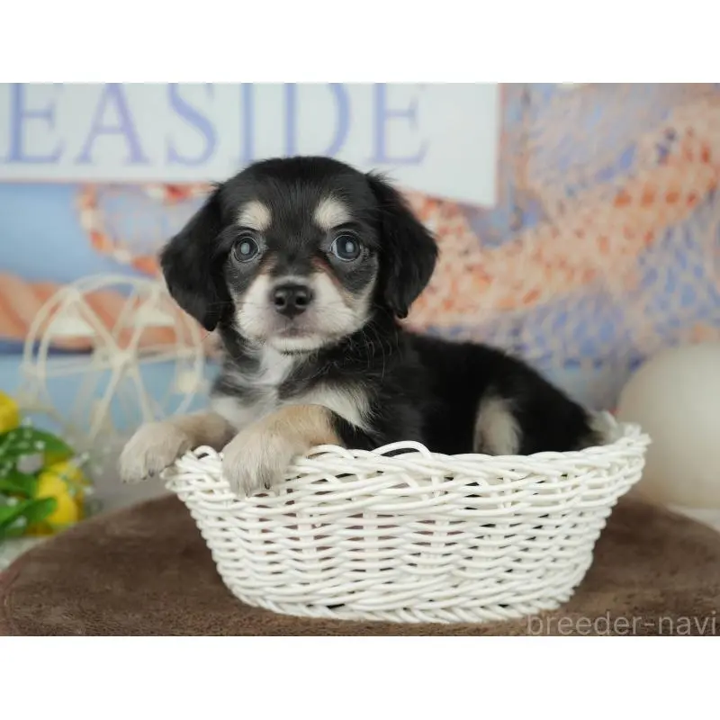 販売中の千葉県のミックス犬-455595の3枚目