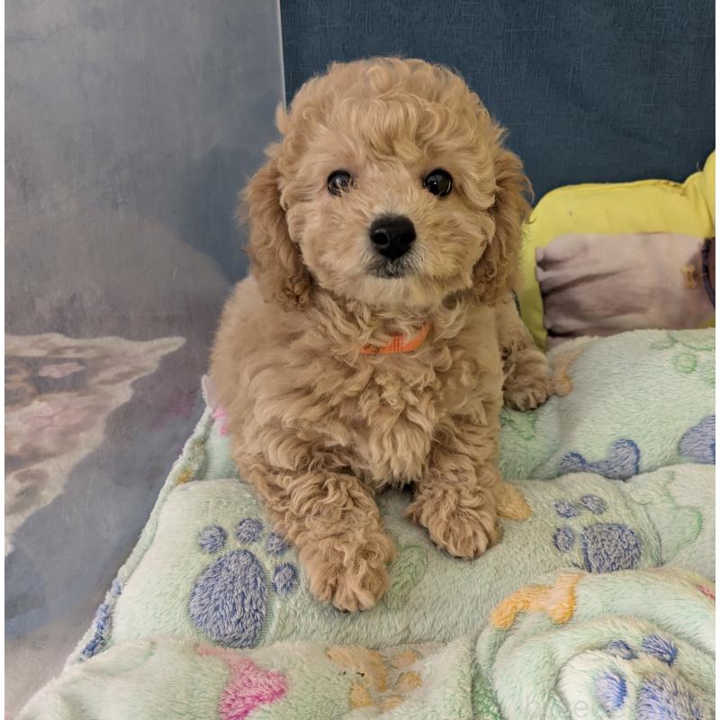 販売中の千葉県のミックス犬-446198の2枚目