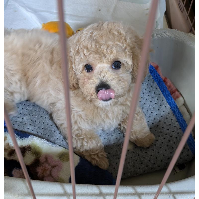 販売中の千葉県のミックス犬-446205の3枚目