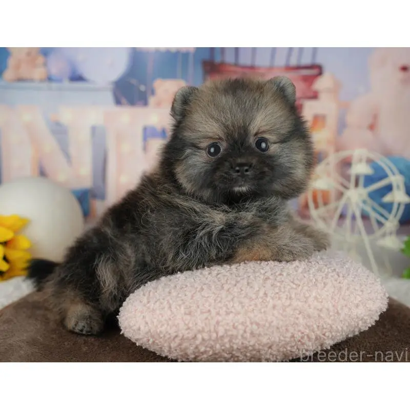 販売中の千葉県のポメラニアン-455586の10枚目