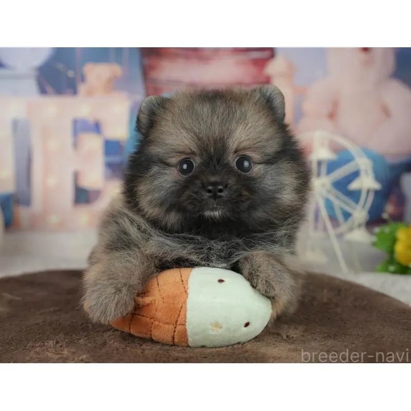 販売中の千葉県のポメラニアン-455586の9枚目