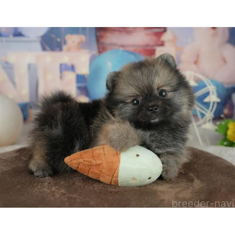 販売中の千葉県のポメラニアン-455586の8枚目