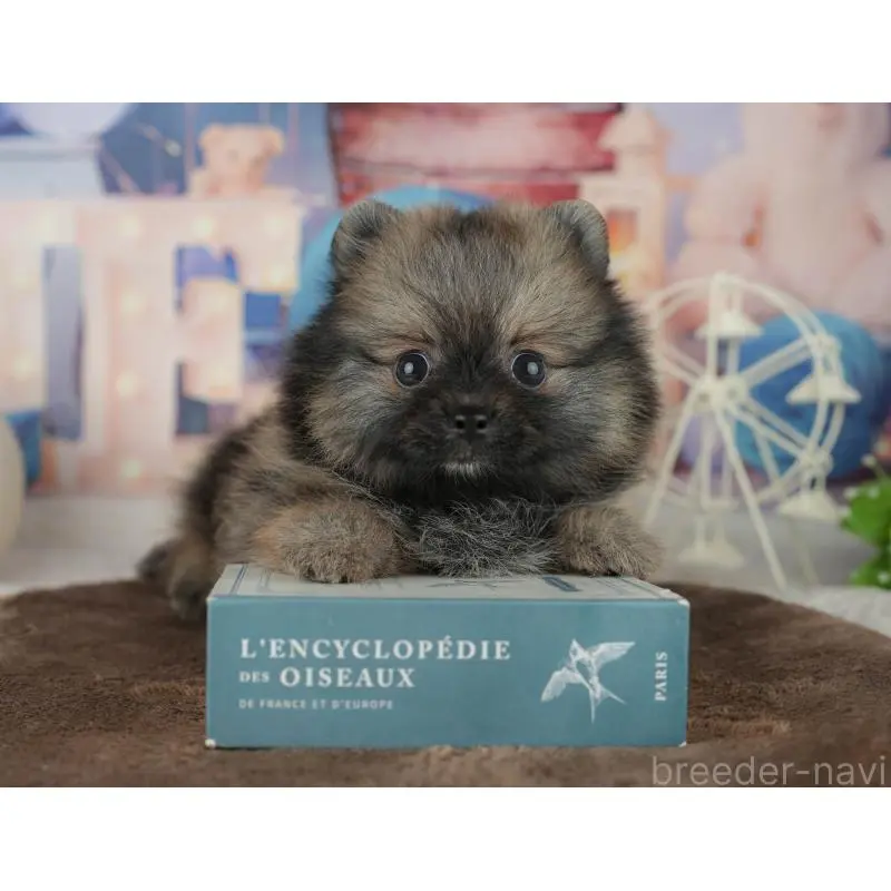 販売中の千葉県のポメラニアン-455586の7枚目