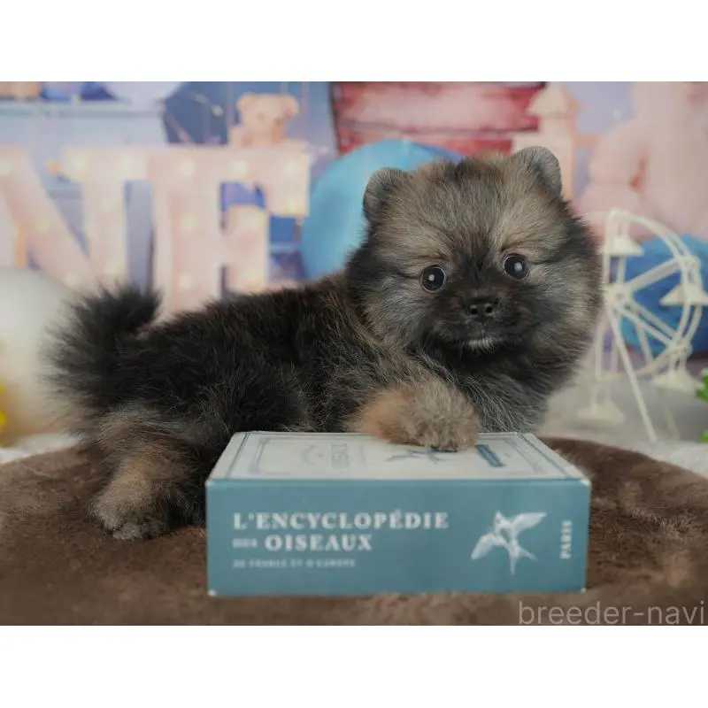 販売中の千葉県のポメラニアン-455586の6枚目