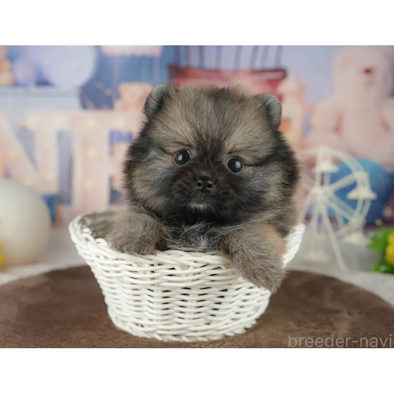 販売中の千葉県のポメラニアン-455586の5枚目