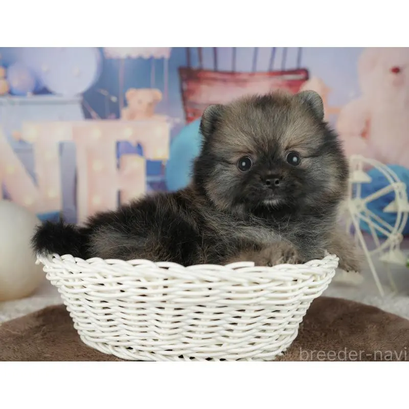 販売中の千葉県のポメラニアン-455586の4枚目