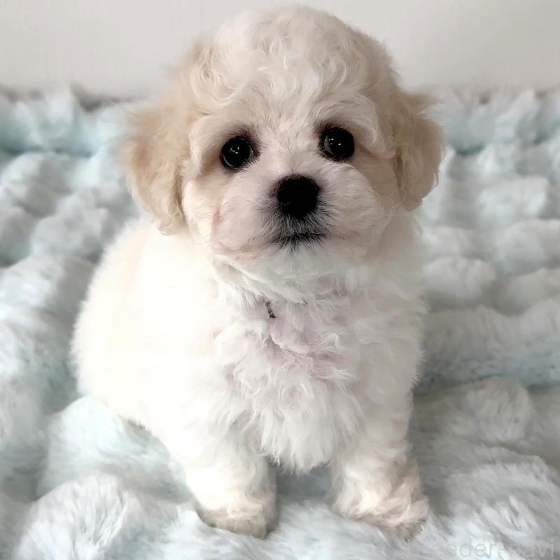 販売中の栃木県のビションフリーゼ-449132