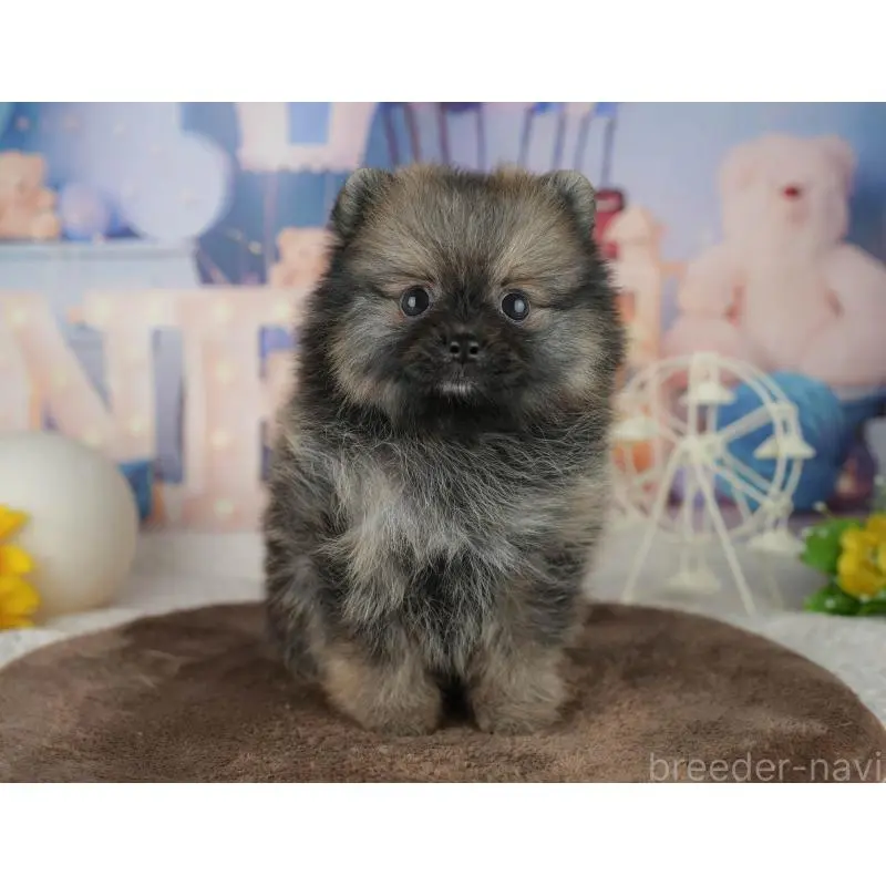 販売中の千葉県のポメラニアン-455586の2枚目