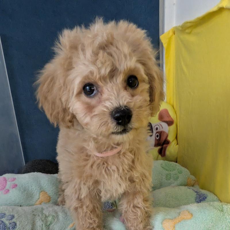 販売中の千葉県のミックス犬-446210の2枚目