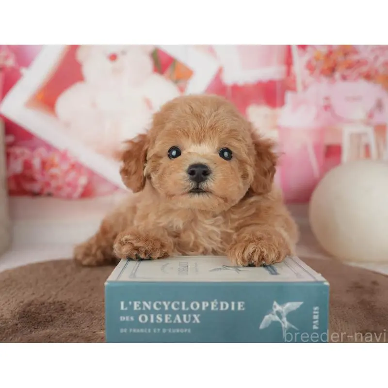 販売中の千葉県のトイプードル-455575の11枚目