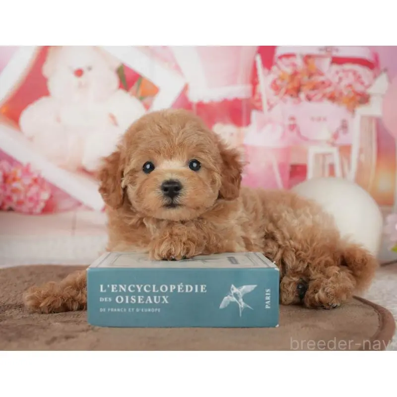 販売中の千葉県のトイプードル-455575の10枚目