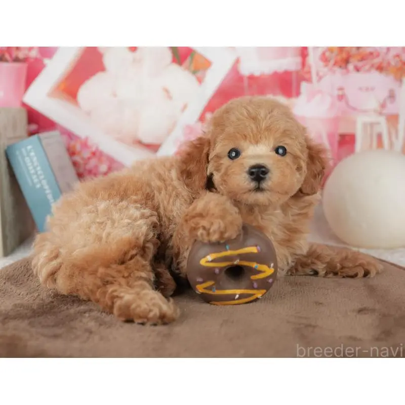 販売中の千葉県のトイプードル-455575の9枚目