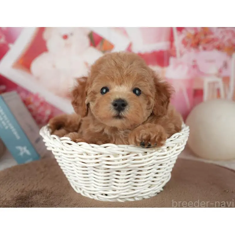 販売中の千葉県のトイプードル-455575の8枚目