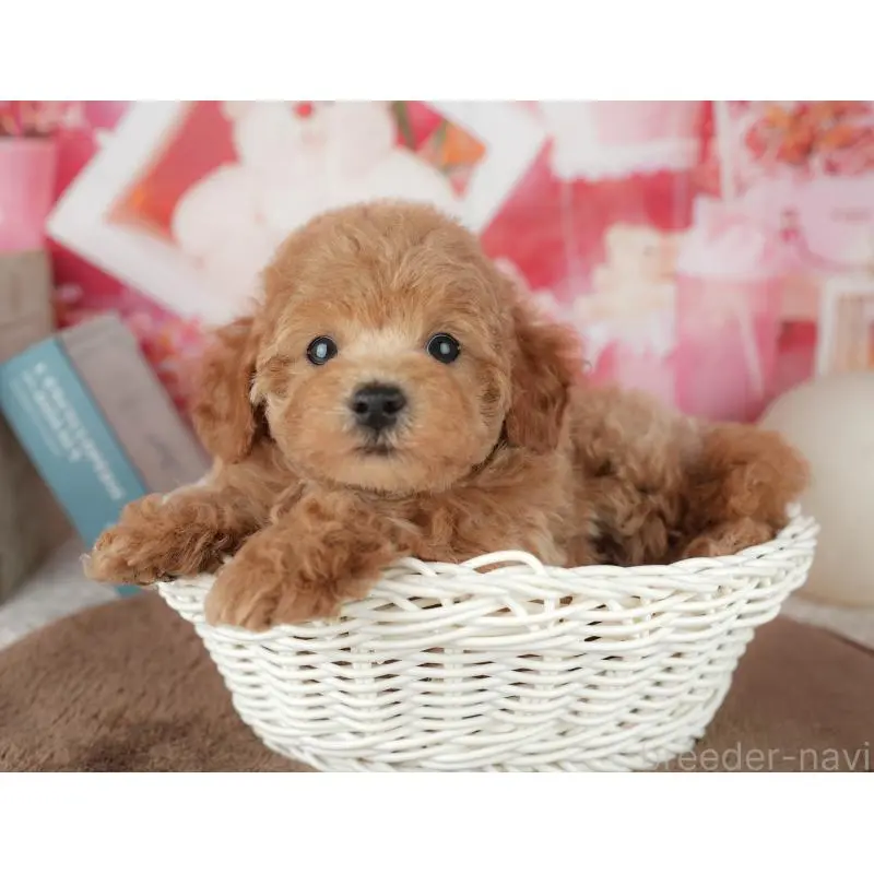 販売中の千葉県のトイプードル-455575の7枚目