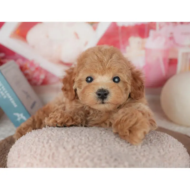 販売中の千葉県のトイプードル-455575の6枚目