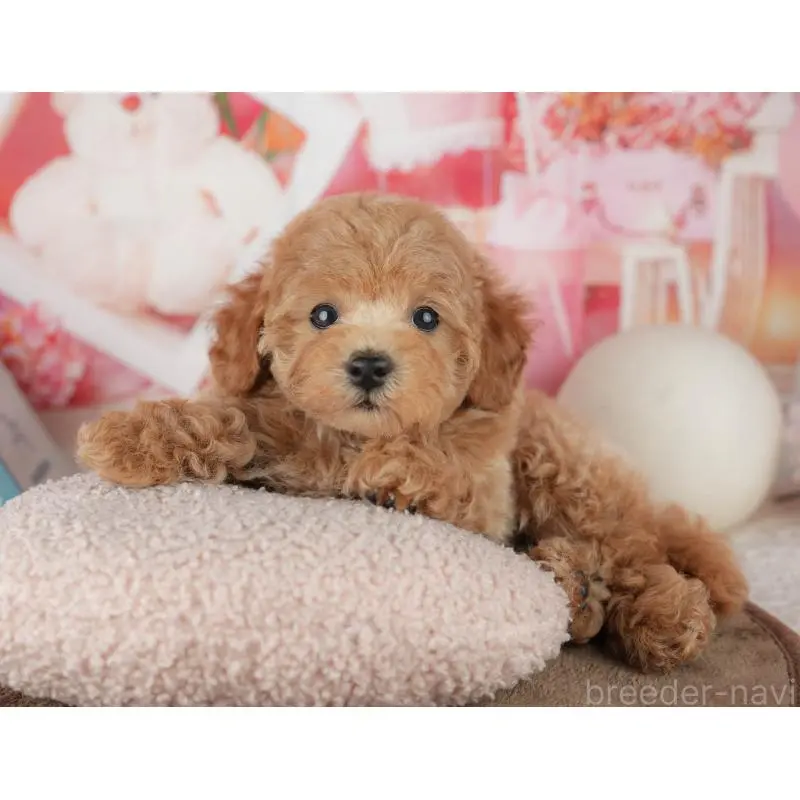 販売中の千葉県のトイプードル-455575の5枚目