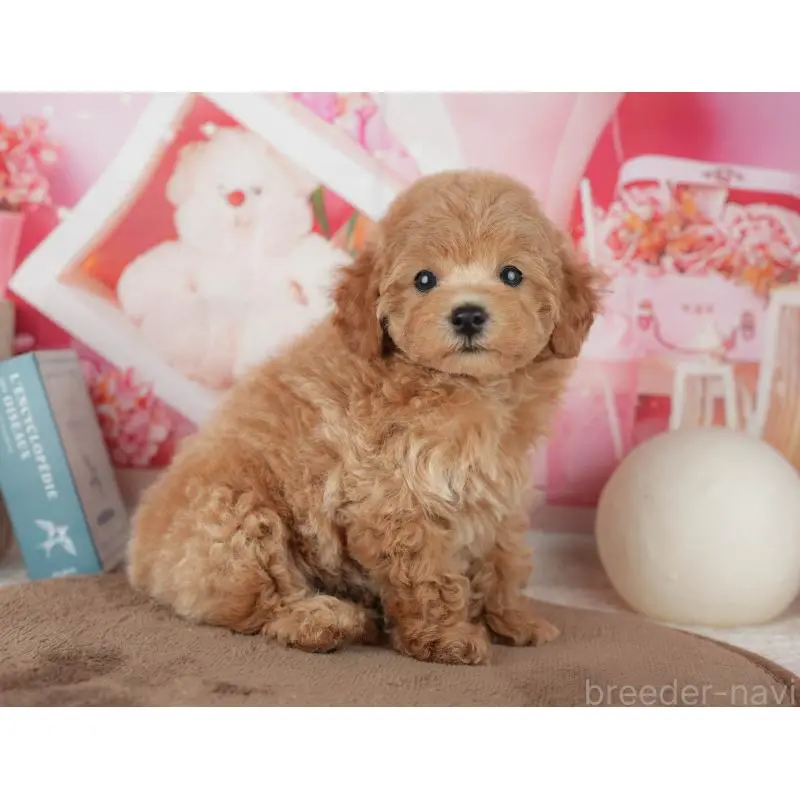 販売中の千葉県のトイプードル-455575の3枚目