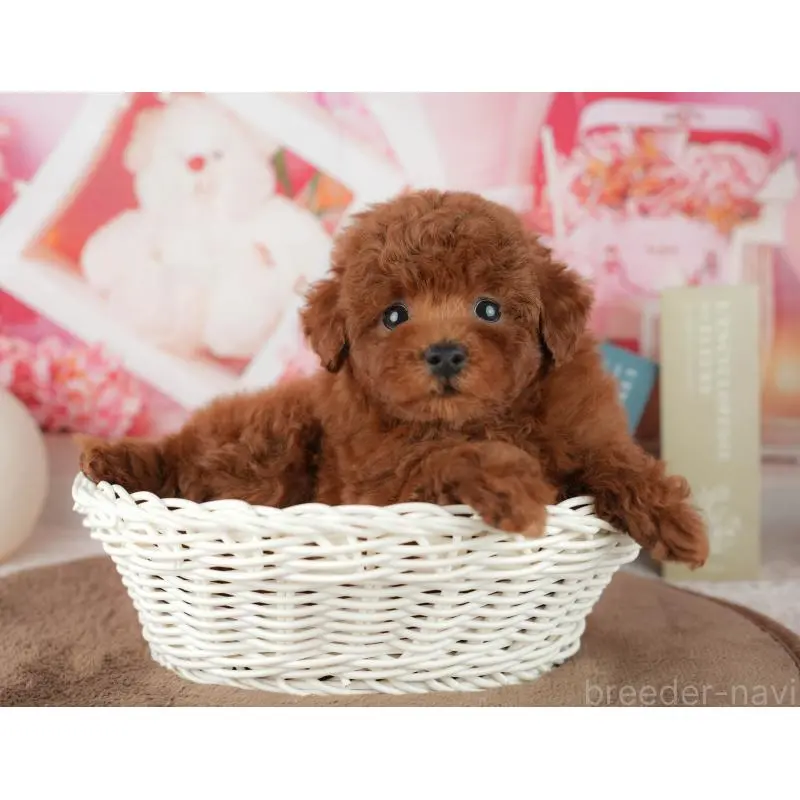 販売中の千葉県のトイプードル-455573の11枚目