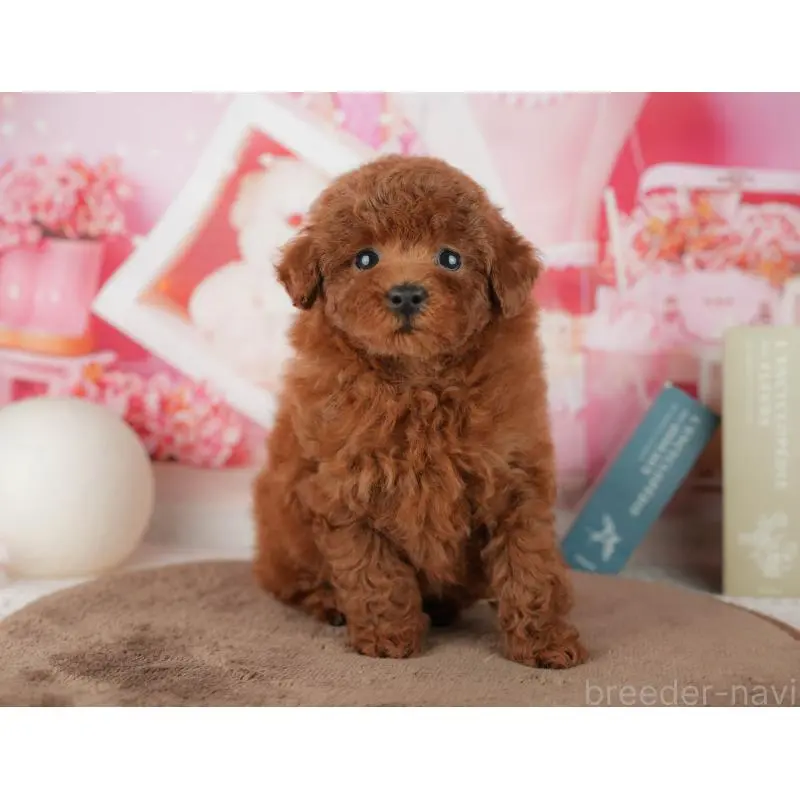 販売中の千葉県のトイプードル-455573の10枚目