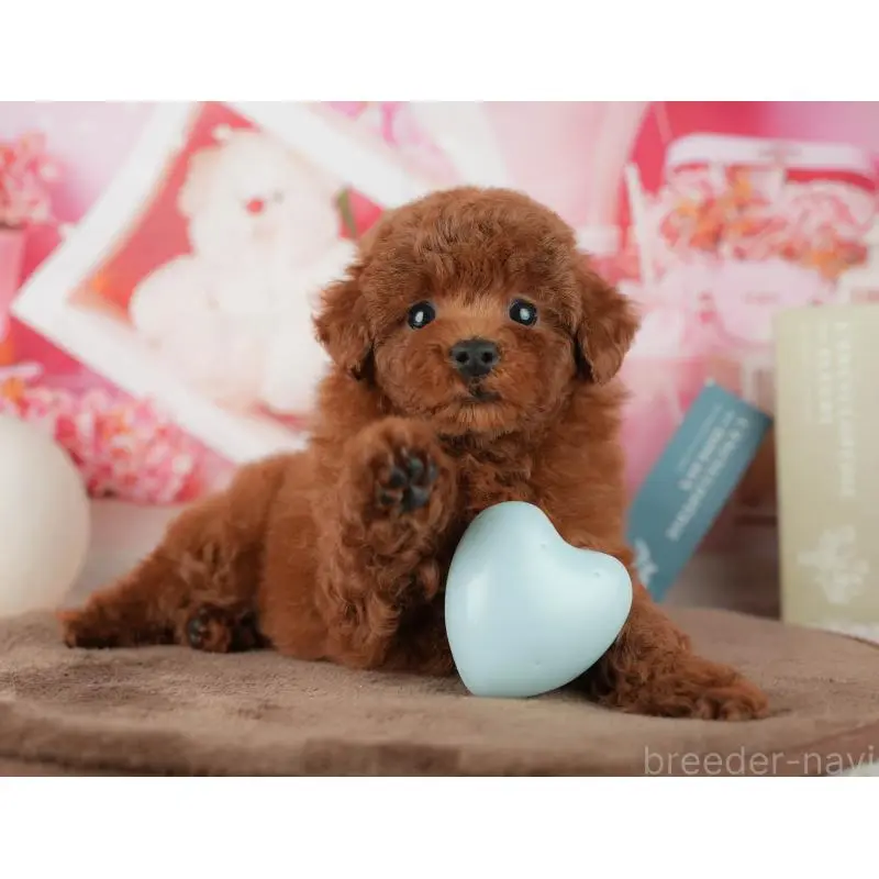 販売中の千葉県のトイプードル-455573の9枚目